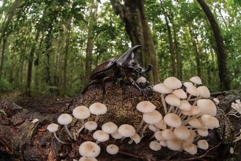 Грибы способны