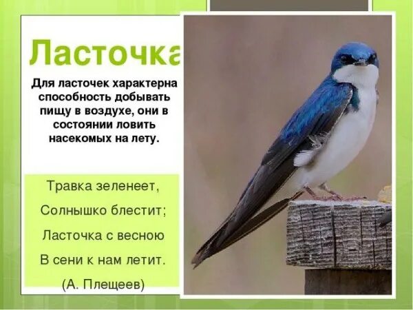 Стих ласточки блестит. Стихотворение Плещеева Ласточка. Плещеев Сельская Ласточка. Травка зеленеет солнышко блестит Ласточка. Ласточка с весною в сени к нам.