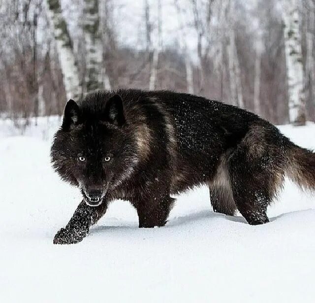 Русский вольф. Канадский волкособ вольфхунд. Волкособ черный. Блэк Вулф. Черный Аляскинский волк.