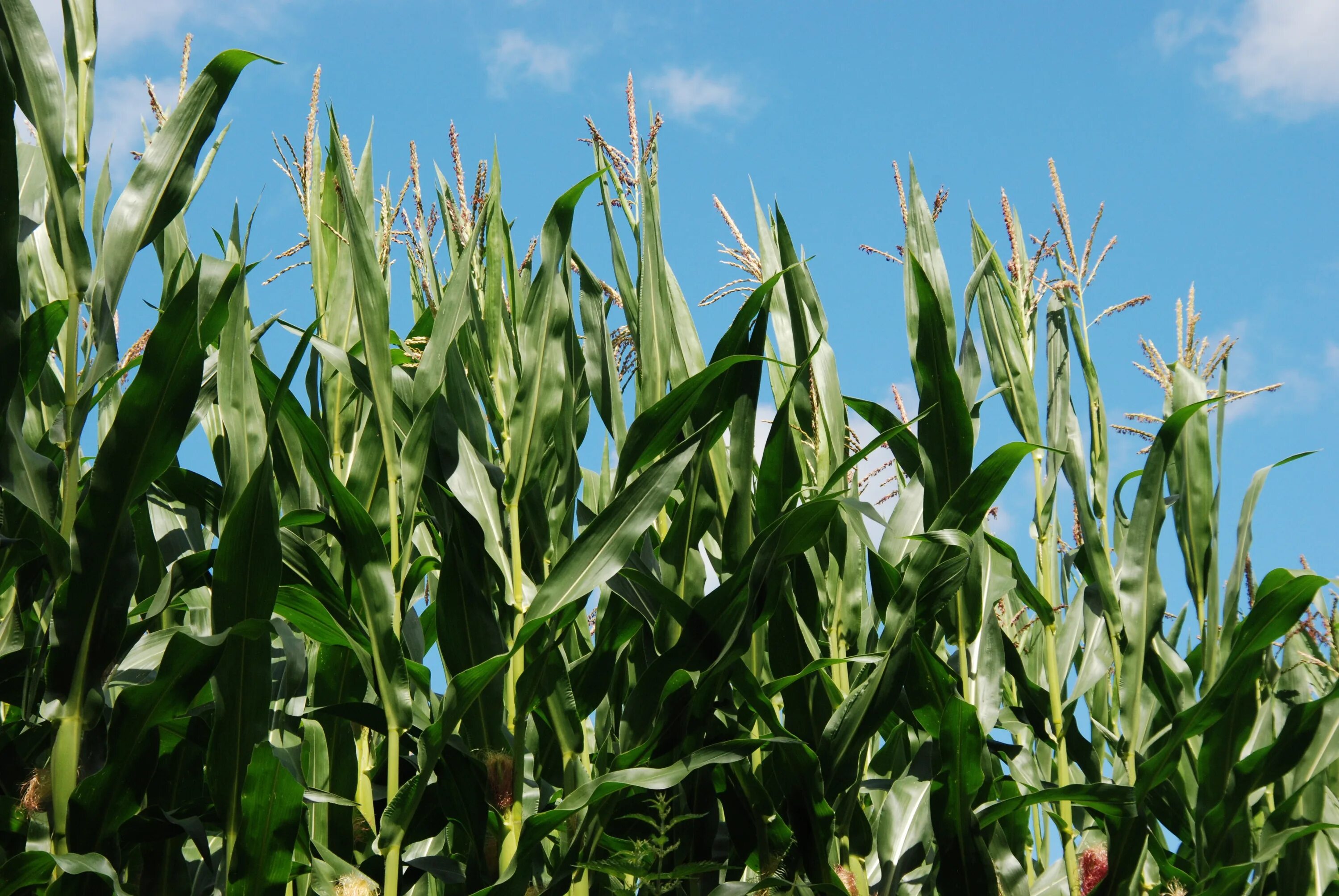 Кукурузные листья купить. Кукуруза злаковое растение. Кукуруза зерновая культура. Плантации кукурузы сорго. Урожай кукурузы.