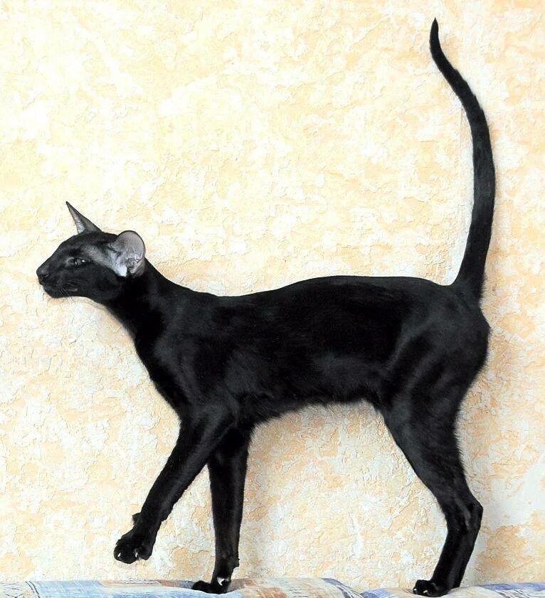 Стандарт породы ориентальной кошки. Ориентальная порода кошек. Ориентальная короткошерстная кошка. Черный ориентальный кот. Ориентальная кошка (Ориентал).