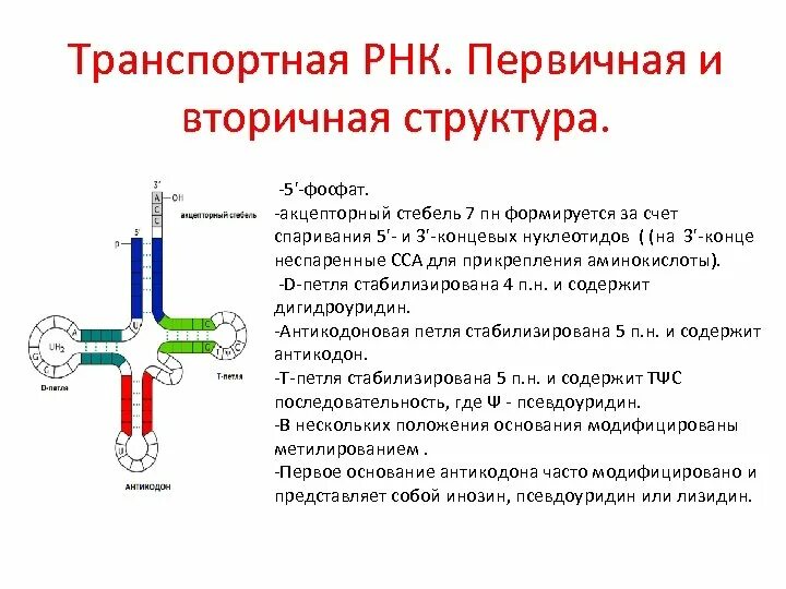 Первичная вторичная и третичная структура ТРНК. Вторичная и третичная структура ТРНК. Структуры РНК первичная вторичная и третичная. Характеристика первичной вторичной и третичной структуры ТРНК.