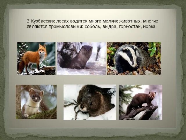 Животные Красной книги Кузбасса. Подготовительная группа - дошкольное образовани