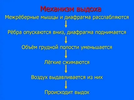 Установите последовательность процессов вдоха и выдоха