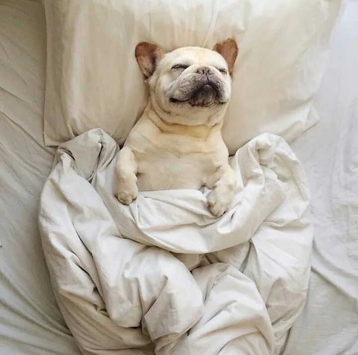 Если приснилась собака. Кровать для собаки. Собака спит. Собака под одеялом. Собака в постели.