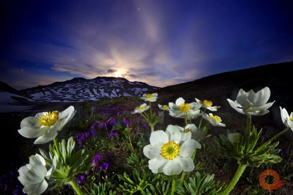 Первозданная земля. Дикая природа России National Geographic. Дикие цветы. Цветы ночью. Красивые цветы ночью.