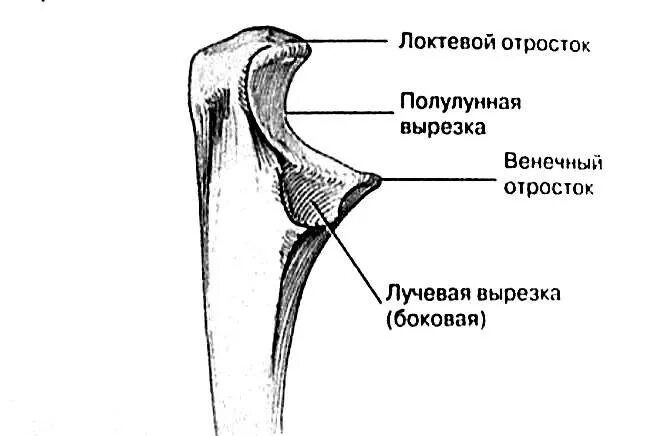 Локтевого мыщелка. Перелом венечного отростка локтевой кости. Венечный отросток локтевого сустава. Перелом венечного отростка локтевого сустава. Краевой перелом венечного отростка левой локтевой кости.