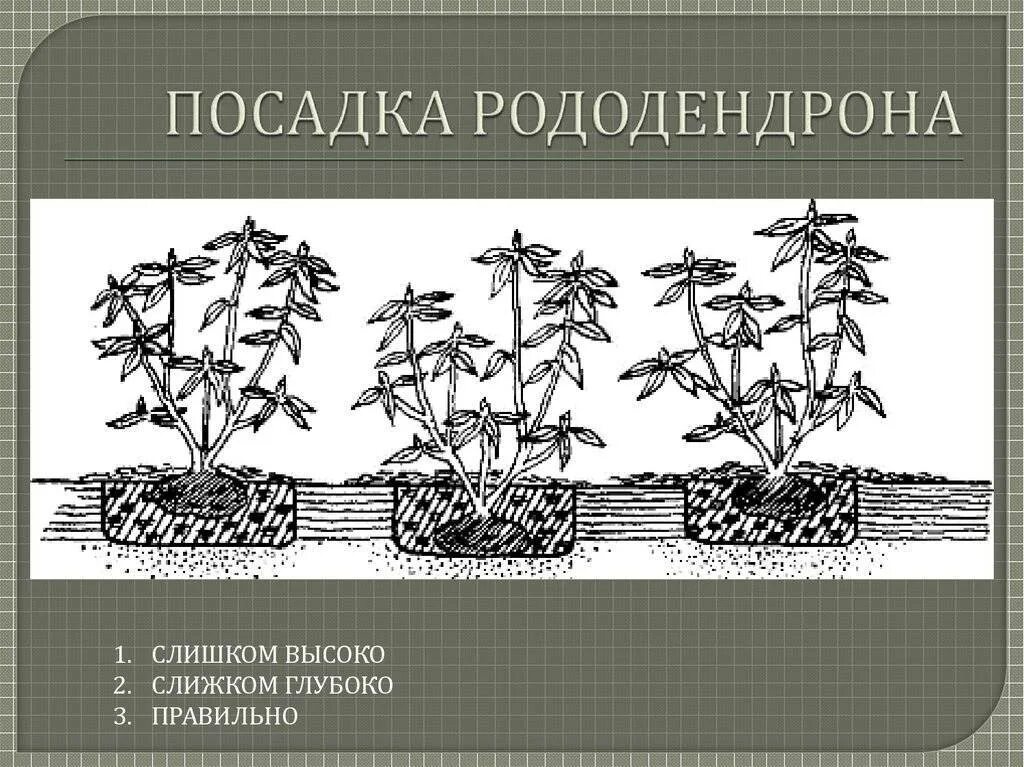 Рододендрон посадка весной в грунт. Рододендрон размножение отводками. Рододендрон Перси Вайзмен. Рододендрон корневая. Схемы посадки рододендронов.