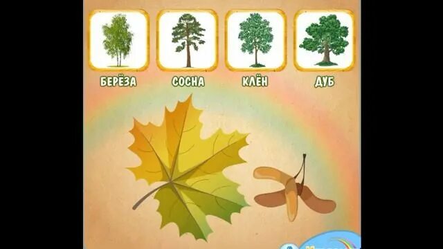 угадай дерево. отгадай дерево для дошкольников. игра отгадай дерево по листочку. игра угадай дерево. угадай дерево.