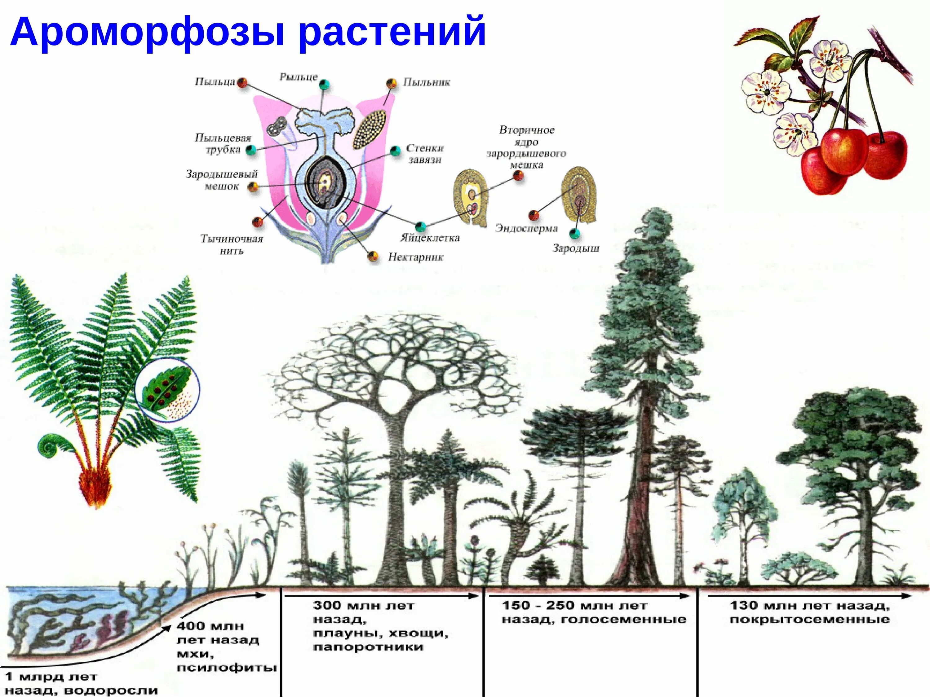 Ароморфозы в эволюции растений. Ароморфозы покрытосеменных цветковых растений. Эволюция покрытосеменных растений. Ароморфозы отделов растений таблица.