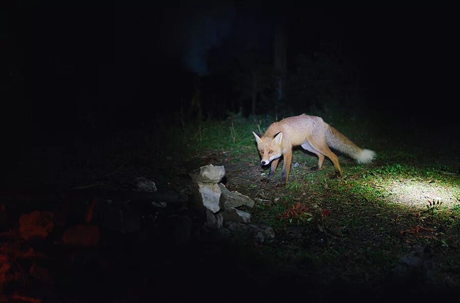 Лиса в лесу эстетика. Лис в темноте. Лиса в лесу ночью. Лиса ночью. Лиса в темноте.
