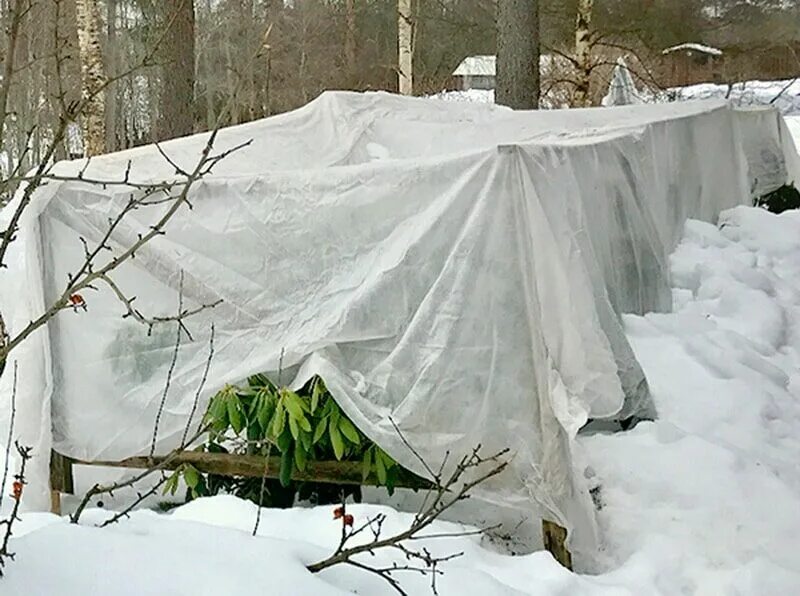 Укрытие рододендрона на зиму. Укрытие рододендронов на зиму в Подмосковье. Укрыть рододендрон на зиму. Укрытие вечнозеленых рододендронов на зиму в Подмосковье.