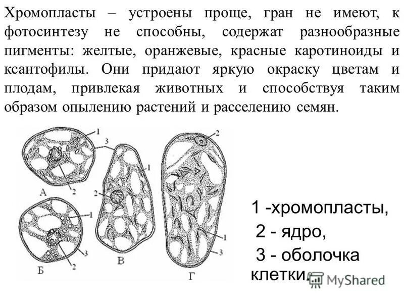 Хромопласт содержит каротиноиды. Хромопласты плодов рябины. хромопласты плодов шиповника. хромопласты строение. хромопласты в клетках плодов шиповника.