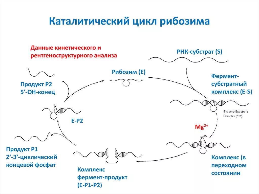 Каталитическая рнк. Каталитический цикл. Рибозим РНК. РНК-ферменты – рибозимы. Каталитические РНК.