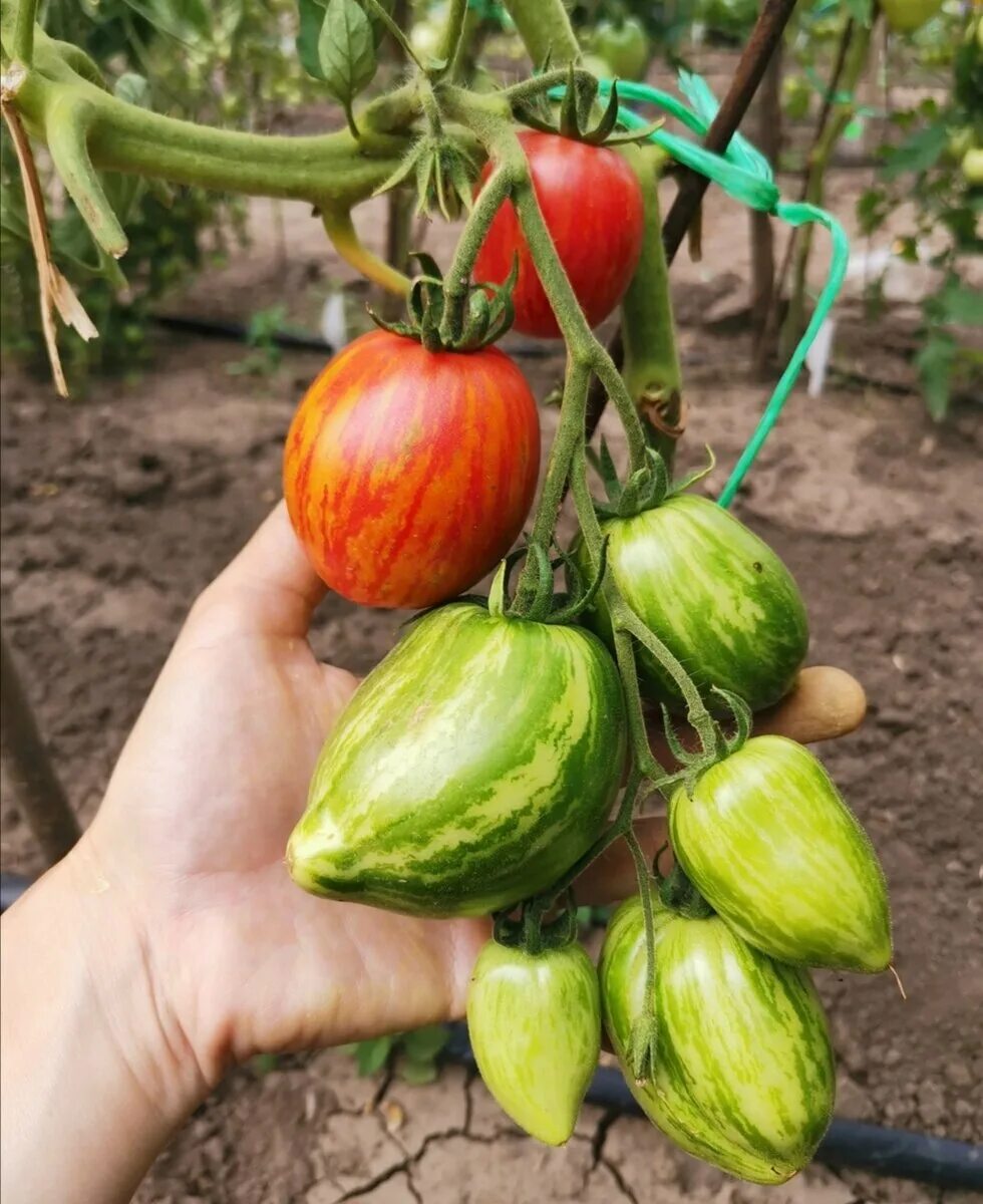 Don tomato. Помидоры сорт Дон Жуан. Сорт томата Дон Жуан. Томат Дон Жуан описание. Семена томата Дон Жуан.