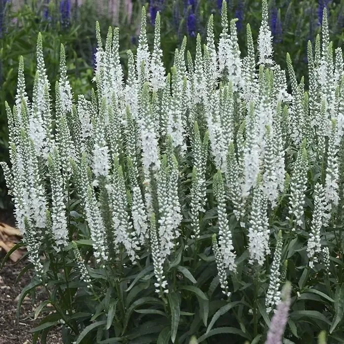 Продажа Iberis sempervirens Иберис вечнозелёный семпервиренс Ибирейка Перечник С