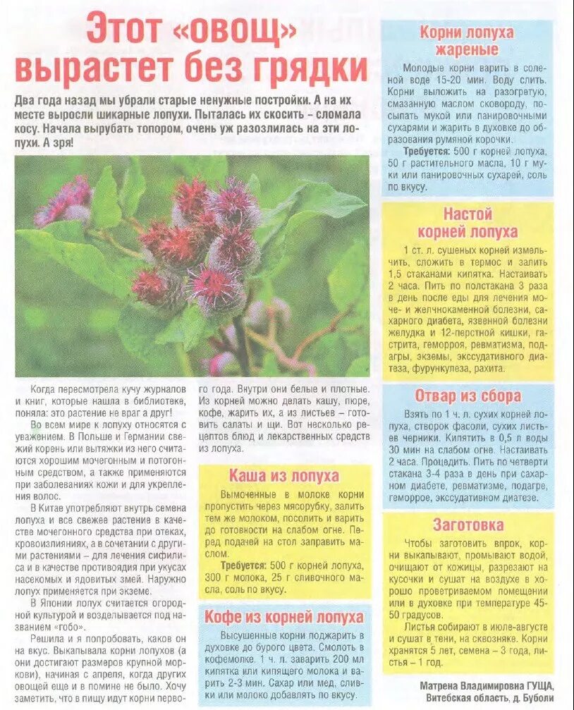 как пить корень лопуха. лопух корень. корень лопуха в аптеке. корень лопуха в капсулах россия. как пить корень лопуха.