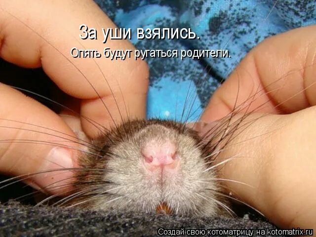 Возьмемся за уши. Отгадай фразеологизм по картинке. Кнопки мозга гимнастика мозга. Ухо-нос кинезиологическое упражнение. Возьмемся за уши.
