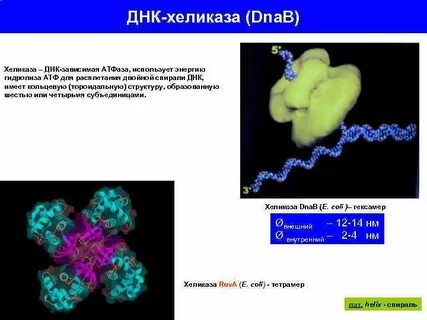 Роль ферментов днк