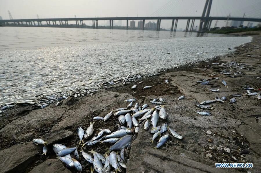 Гибнет рыба. Рыбы в загрязненной воде. Мёртвые рыбы в грязной воде.