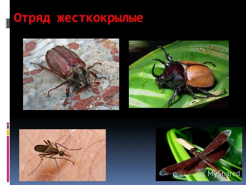 жесткокрылые примеры. жук носорог дупляк. жесткокрылые жук носорог. жук носорог хрущ майский. среда обитания отряда жуков.