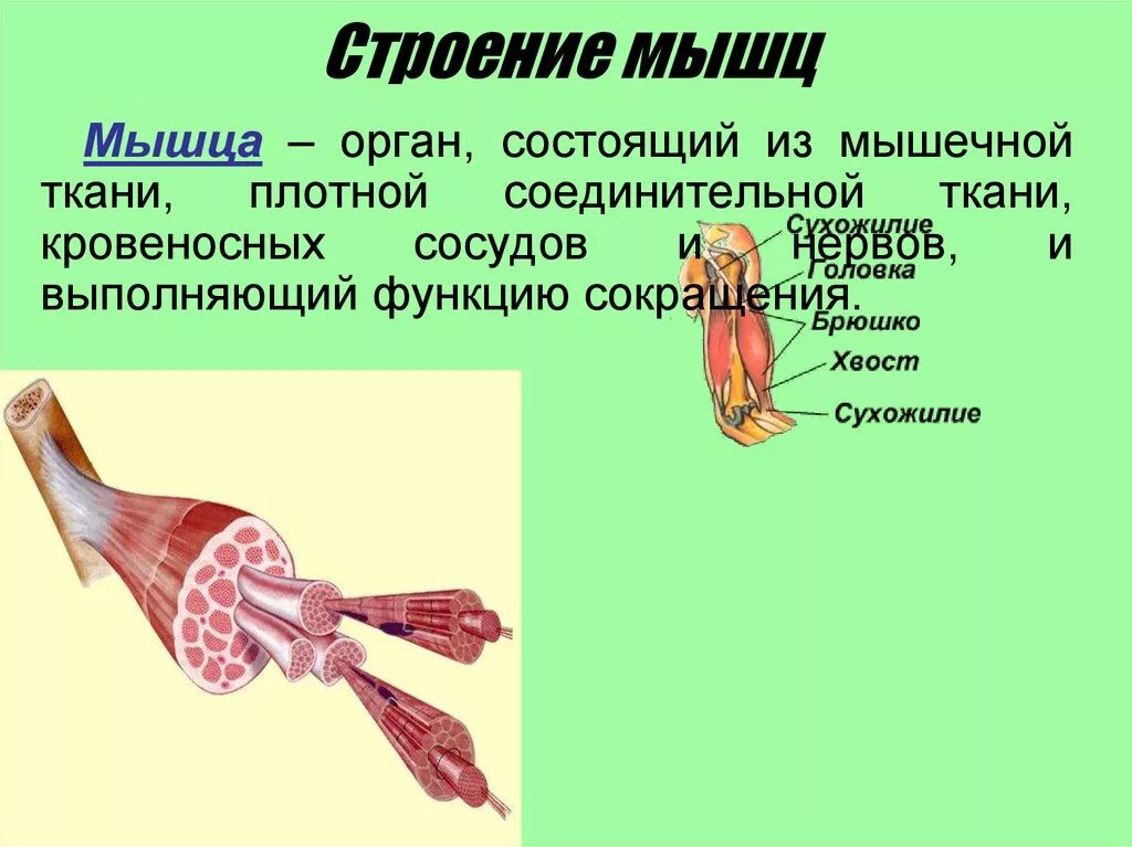 Назовите функции мышц. Строение мышцы. Строение скелетной мышцы. Строение мышцы картинка. Строение мышцы как органа.