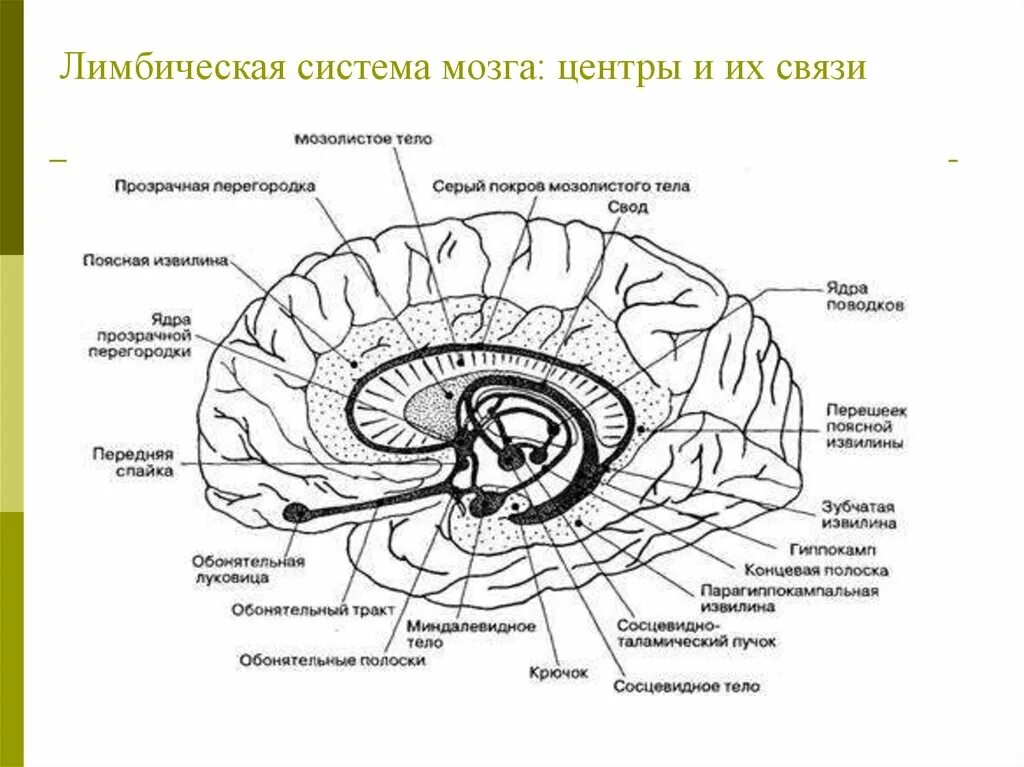 Лимбическая система головного мозга анатомия. Лимбическая система головного мозга схема. Структуры головного мозга, относящиеся к лимбической системе.. Серый мозг латынь