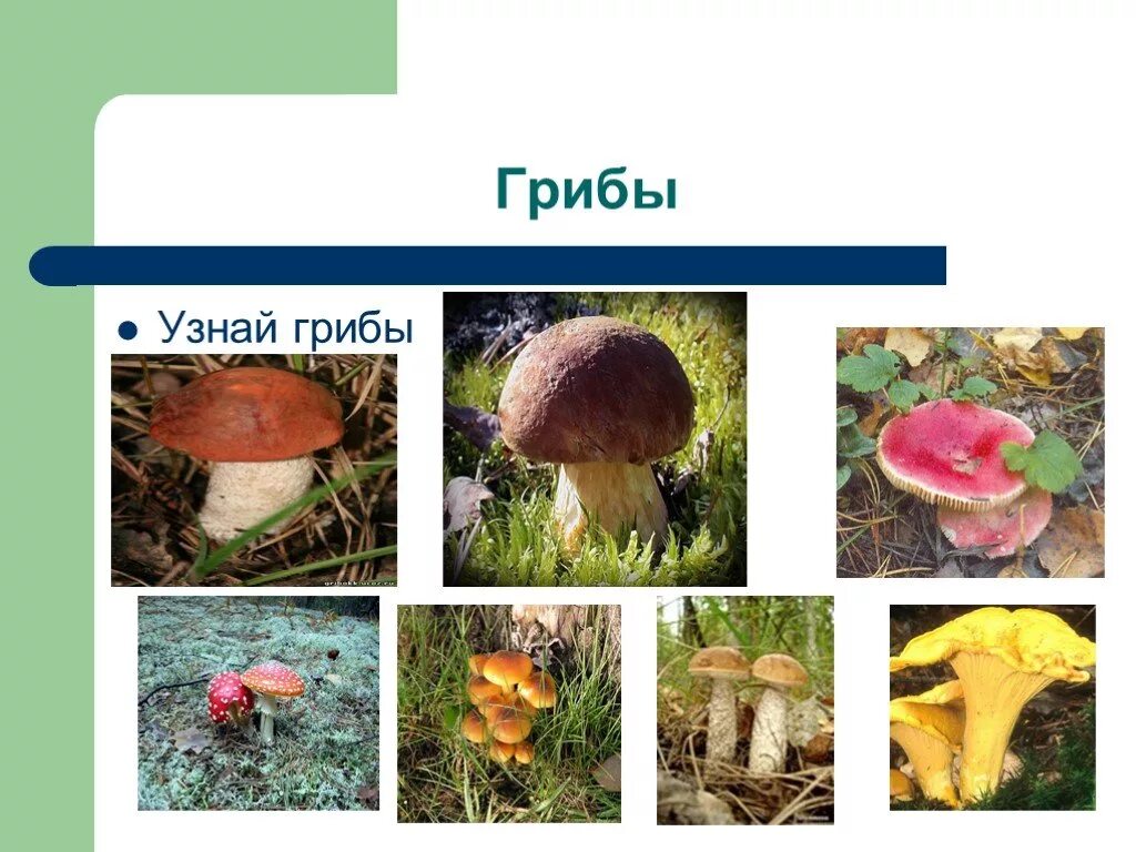 Грибы окружающий мир. Узнай гриб. Царство грибов картинки. Окружающий мир узнай грибы.