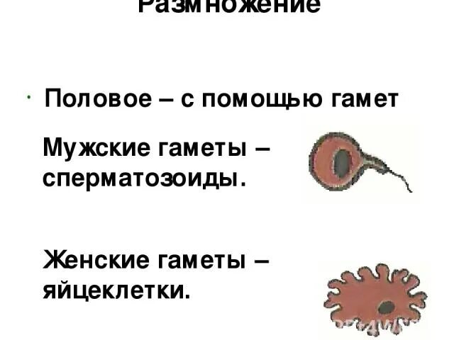 5 мужская гамета. Строение яйцеклетки гидры. Половое размножение с помощью гамет. Половые клетки гидры. Половые клетки размножаются.