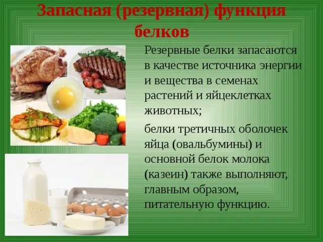 Запасающая функция белков примеры. Запасная резервная функция белков. белки основной источник энергии. питательная функция белка. источники запасных белков в семенах..
