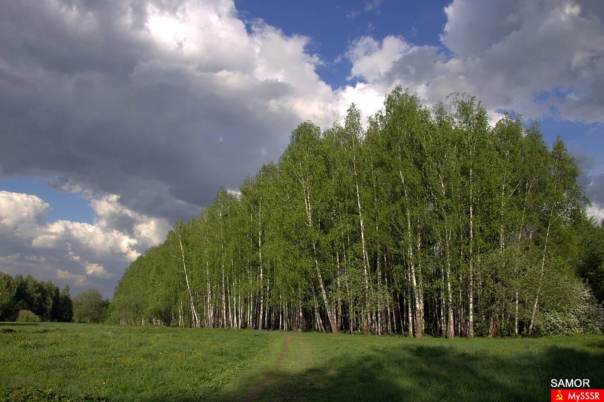 Найти в березняках. Алтай березы. Березняк кисличный. Березники лес. Вишарниковый березняк.