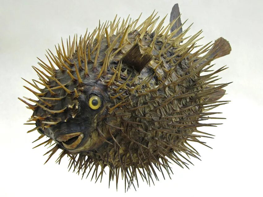 Рыба еж для детей. Рыба еж мультяшная. Рыба шар. Рыба еж фугу. Рыба еж для детей.