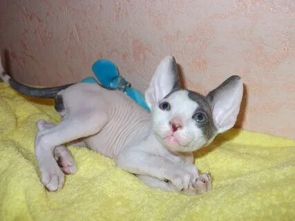 Котенок сфинкса 1 месяц