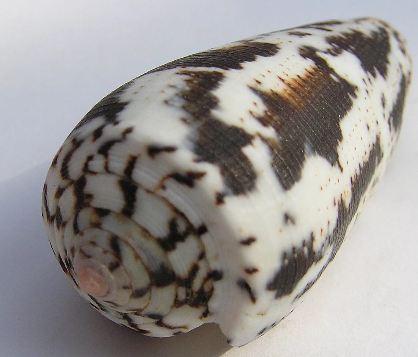 Ракушка конус. Conus Magus. Cone Snail Venom. Conus marmoreus. Улитка 21