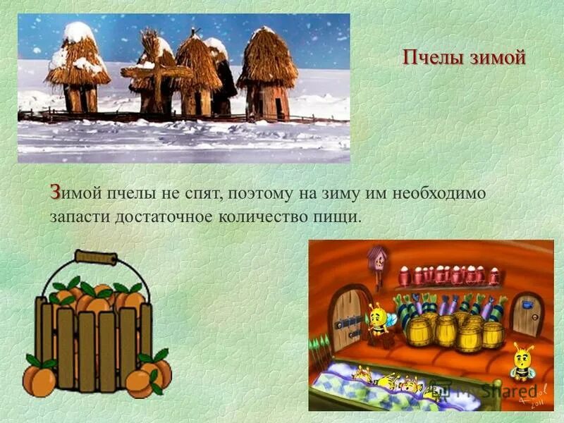 где зимуют пчелы. кпе проводят зиму пчелы. где зимуют пчелы. пчеловодство зимний. пчелы в дупле.