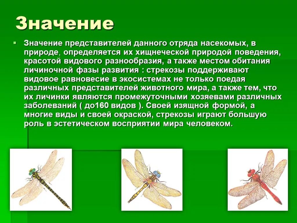Какой тип развития характерен для стрекозы. Стрекозы отряд насекомых. Значение стрекоз в природе. Презентация на тему отряд Стрекозы. Представители отряда насекомых Стрекозы.