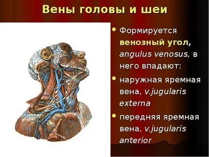 Угол головы