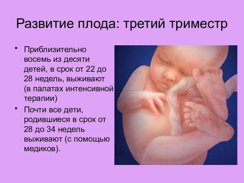Когда начинается 2 триместр. Формирование плода по триместрам. 3 триместр беременности.