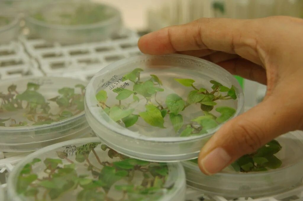 In vitro растения Каллус. Питательная среда для растений. Культивирование in vitro. Питательные среды для культуры in vitro.