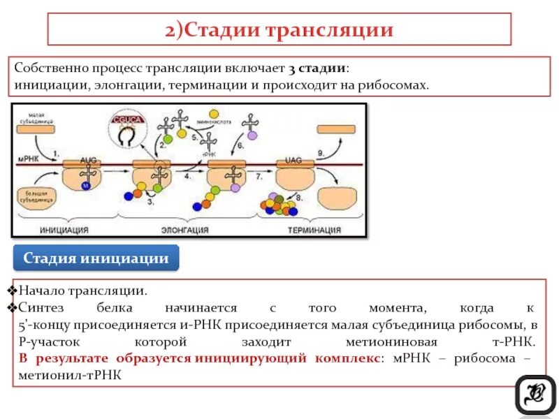 Основной процесс трансляции. Этапы трансляции биосинтеза белка инициация элонгация терминация. схема инициации синтеза белка. этапы биосинтеза белка инициация элонгация терминация биохимия. этапы трансляции биосинтеза белка инициация.