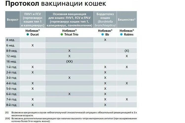 С какого возраста можно ставить прививку. Схема вакцинации кошек Нобивак. Схема прививок для кошек. Прививки коту график прививок. Таблица проведения вакцинации кошек.