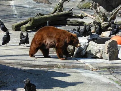 Bear mountain