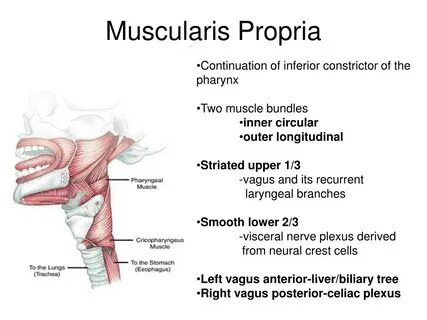 Dysphagia латынь