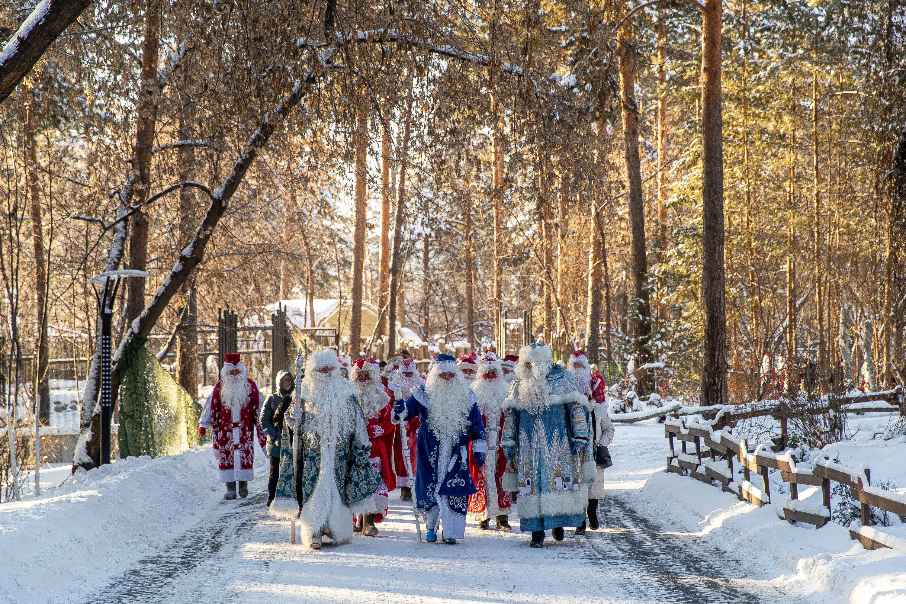 Новосибирск предновогодний фото 2022. Шествие дедов морозов в новосибирске. Дед мороз в россии. Новый год в россии. 22 декабря новосибирск.