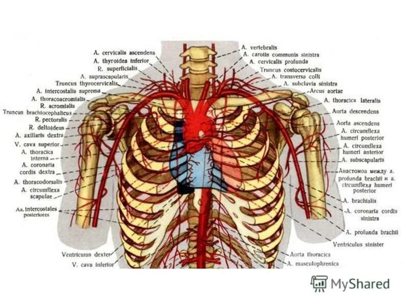 Анатомия сосудов грудной клетки. Артерии грудной клетки анатомия. Нервы грудной клетки анатомия. Артерии и вены грудной клетки.