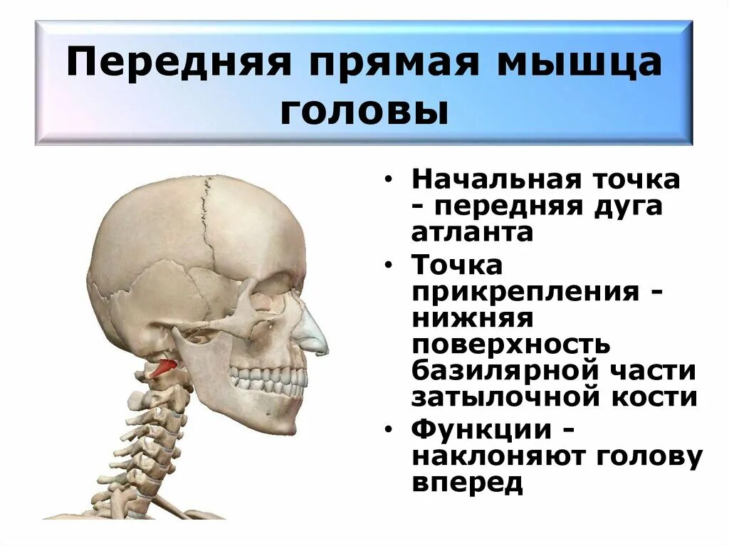 Функция прямой мышцы головы. Большая задняя прямая мышца головы анатомия. Передняя прямые мышцы головы.