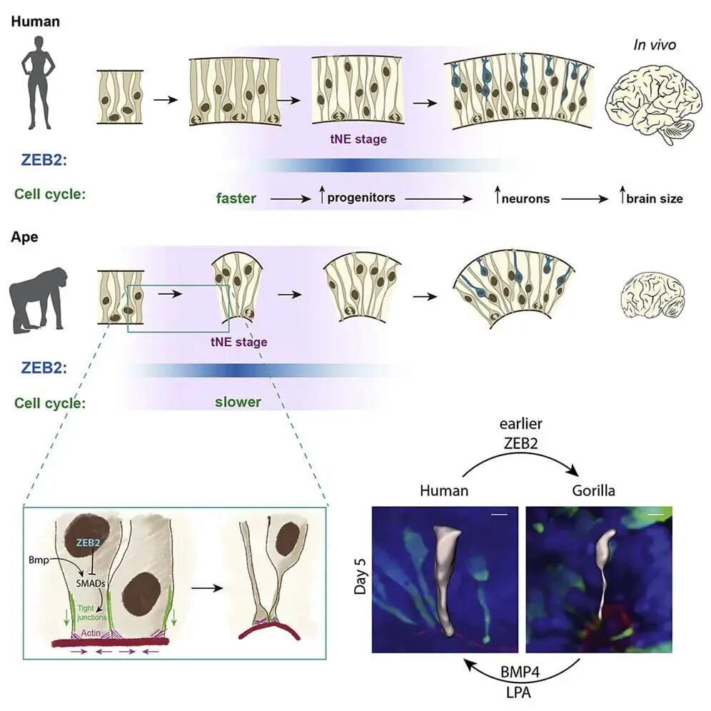 Мозг гориллы и человека. Верификация Гена zeb2. Transition Shape. Development of large Silicon Detectors. Scientists find Surprising neuron differences between Primates and non-Primates.