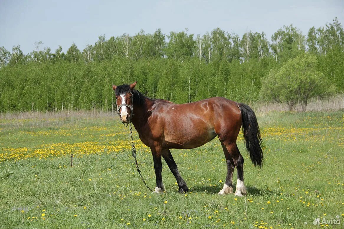 Село лошадка