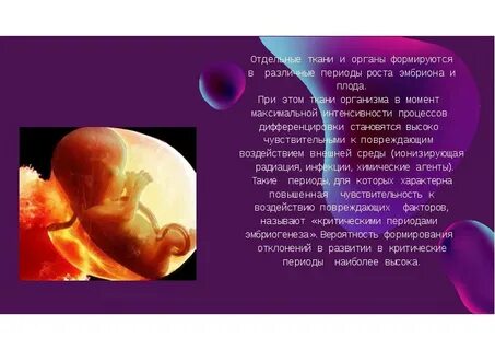 Рост плода