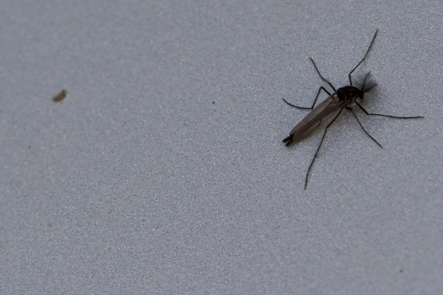 Белое летающее насекомое в квартире. Мелкие насекомые. Маленькое черное насекомое. Насекомое оса живущая в песке. Мелкие летающие насекомые.